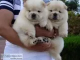Chow chow puppies for adorable homes