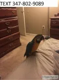 Sociable blue and gold macaws m/f pair