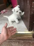 West highland terrier puppies for sale