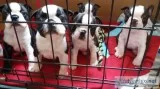 5 beautiful boston terrier puppies