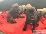 Staffordshire bull terrier puppies