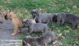Champion new litter cane corso puppies