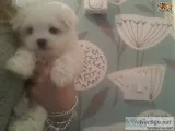 Stunning genuine maltese puppie