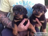Rottweiler puppies for sale