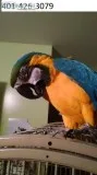 Pfhtg blue and gold macaws m/f bonded 