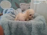Two friendly maltese puppies