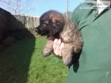 Excellent leonberger puppies for sale