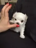 Lovely pedigree maltese puppies