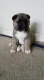 Beautiful akita puppies for sale