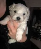 Last stunning bichon frise puppies