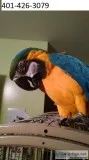 Mvft blue and gold pretty macaws m/f