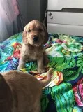 Beautiful show cocker spaniel puppies