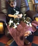 Quality show beagle puppies