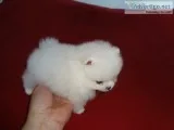 Gorgeous tiny pomeranian puppies