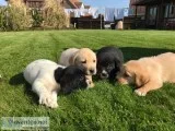 Stunning labrador puppies for sale
