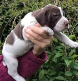 Lovely brittany spaniel puppies for sale