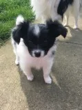Gorgeous papillon puppies for sale