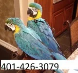 Ader blue and gold macaws friendly m/f