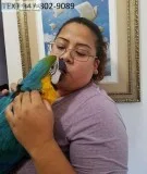 Tame blue and gold macaws m/f talking
