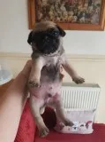 Champ lined pug puppies ready