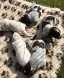 Adorable italian spinone puppies