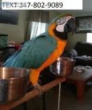 Playful blue and gold macaws m/f ready