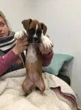 Akc reg pedigree boxer puppies for sale