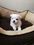 Well socialized maltese puppies