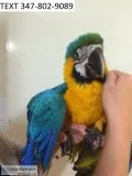 Charming blue and gold macaws m/f 