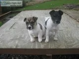Beautiful jack russle puppies for sale