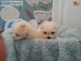 Home raised maltese puppies