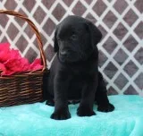 Energetic labrador retriever