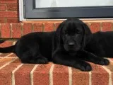 Gorgeous labrador puppy for sale