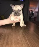 French bulldog puppies for sale
