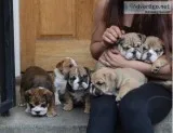 Akc registered english bulldog puppies