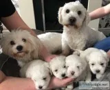 Ready now akc coton pedigree puppies