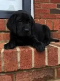 Black labrador puppy for sale