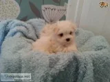 Two friendly maltese puppies