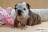 100% pure english bulldog puppies and kc