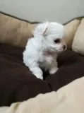 Pedigree maltese puppies