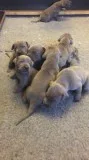 Akc registered fawn great dane puppies