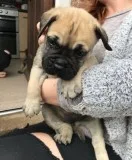 Bullmastiff puppies for sale