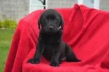 Labrador retriever puppies for sale
