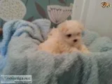 Male and female maltese puppies
