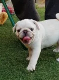 Kn adorable pug pups for rehomed
