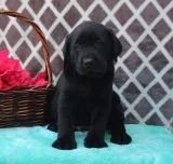 Healthy labrador puppies for sale
