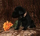 Playful labrador retriever pup