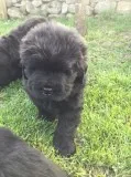 Health tested newfoundland puppies