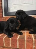 Black labrador retriever pup