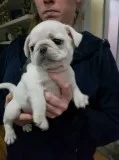 Kd adorable pug pups for rehomed